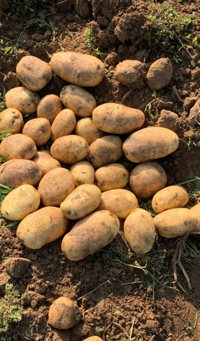 Kumpirlik Patates