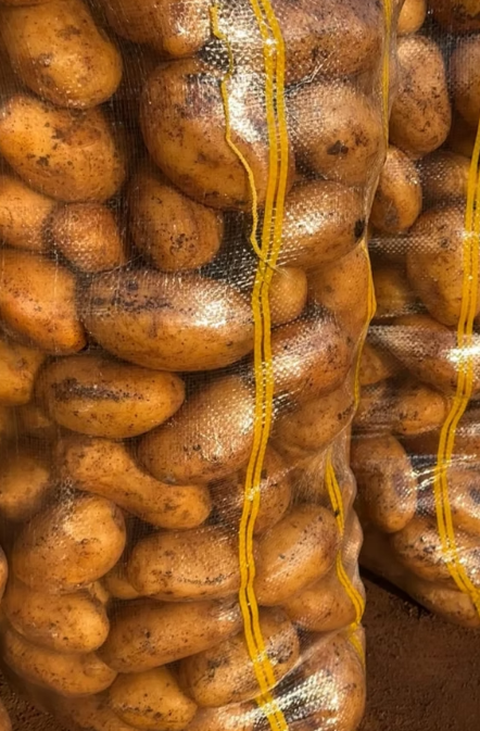 Hasat Patates